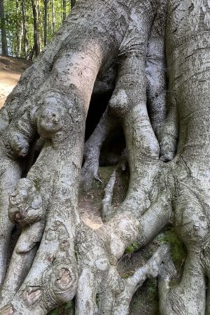 Atelier perceptions énergétiques Tervuren